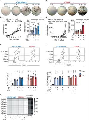 IL-6 and TNFα Drive Extensive Proliferation of Human Tregs Without Compromising Their Lineage Stability or Function